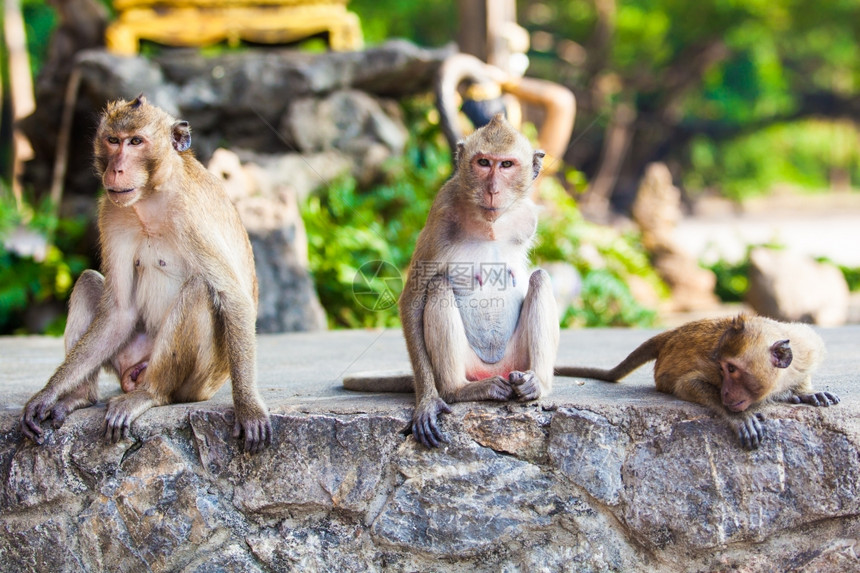 猴子家庭图片