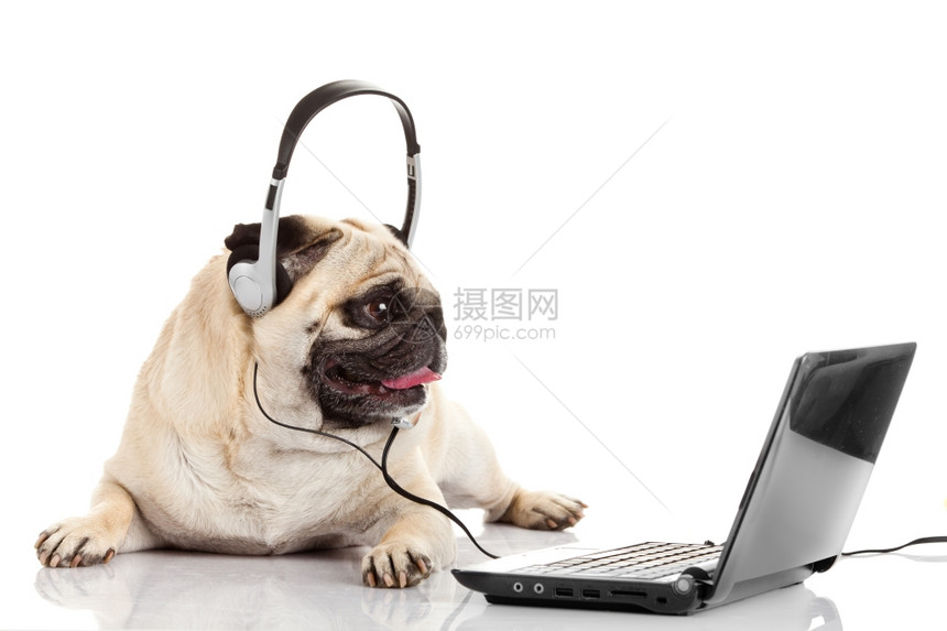 呼叫中心代理Pug狗电话接线员图片
