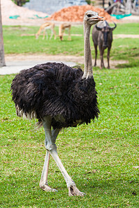 动物园中的ostrich高清图片