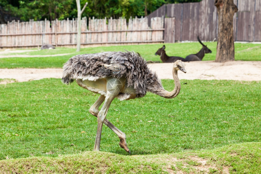 动物园中的ostrich图片