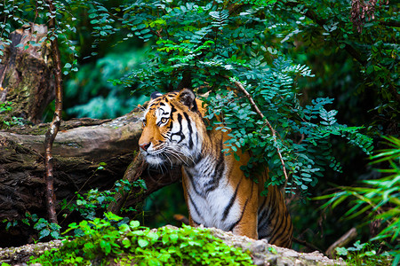 虎棕色的印度虎高清图片