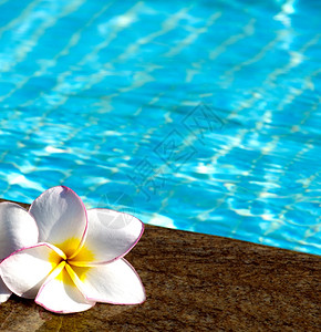 游泳池上的热带花朵鸡蛋花图片