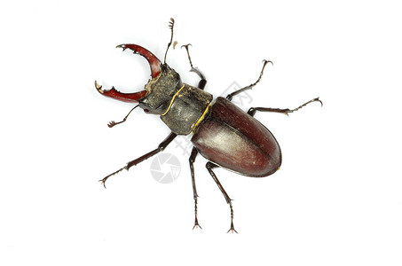 雄鹿甲虫白色背景的鹿角甲虫背景