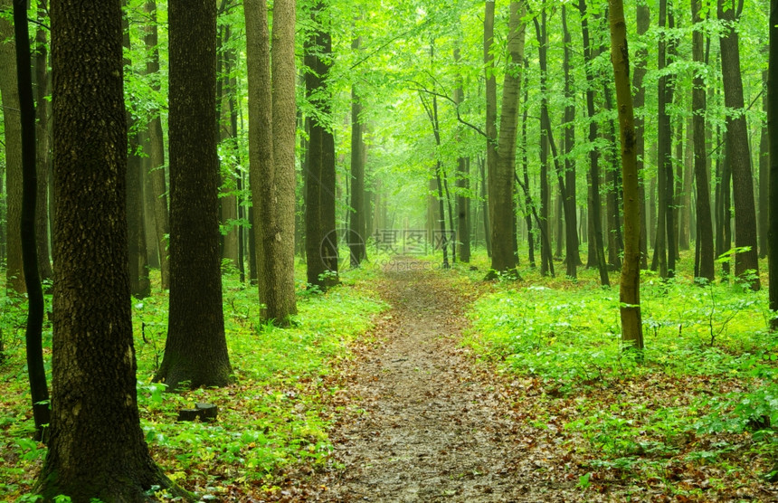 a路径在绿林中图片