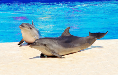 游泳池蓝水中快乐的海豚背景图片