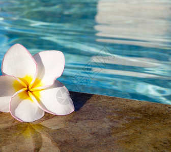 游泳池上的热带花朵图片