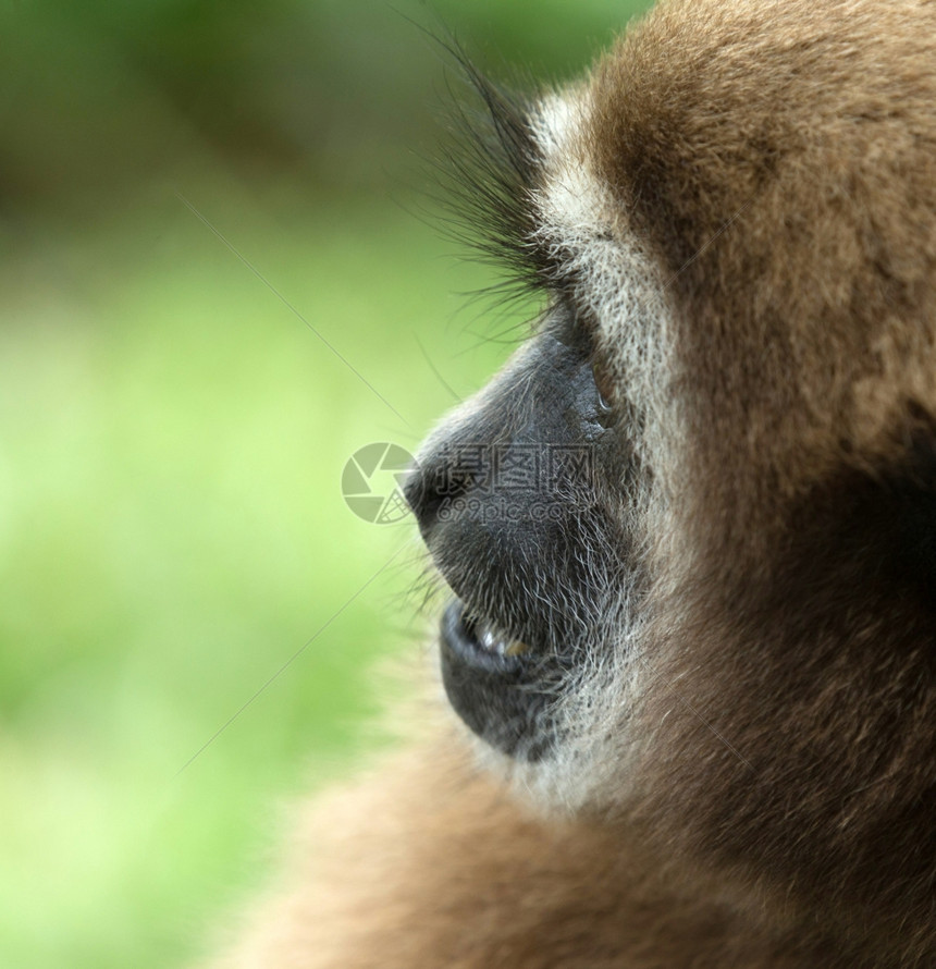 Gibbon近距离接脸在动物园图片