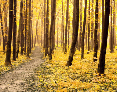 a路径在秋林中图片