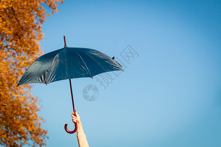 蓝天背景的伞在秋的图片