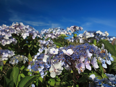 HydrangeaAspera麦花草图片