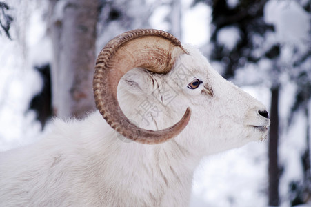 休养达勒羊群在清雪中躺下背景