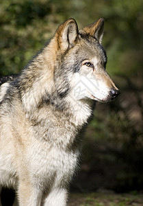 北美木材狼站图片