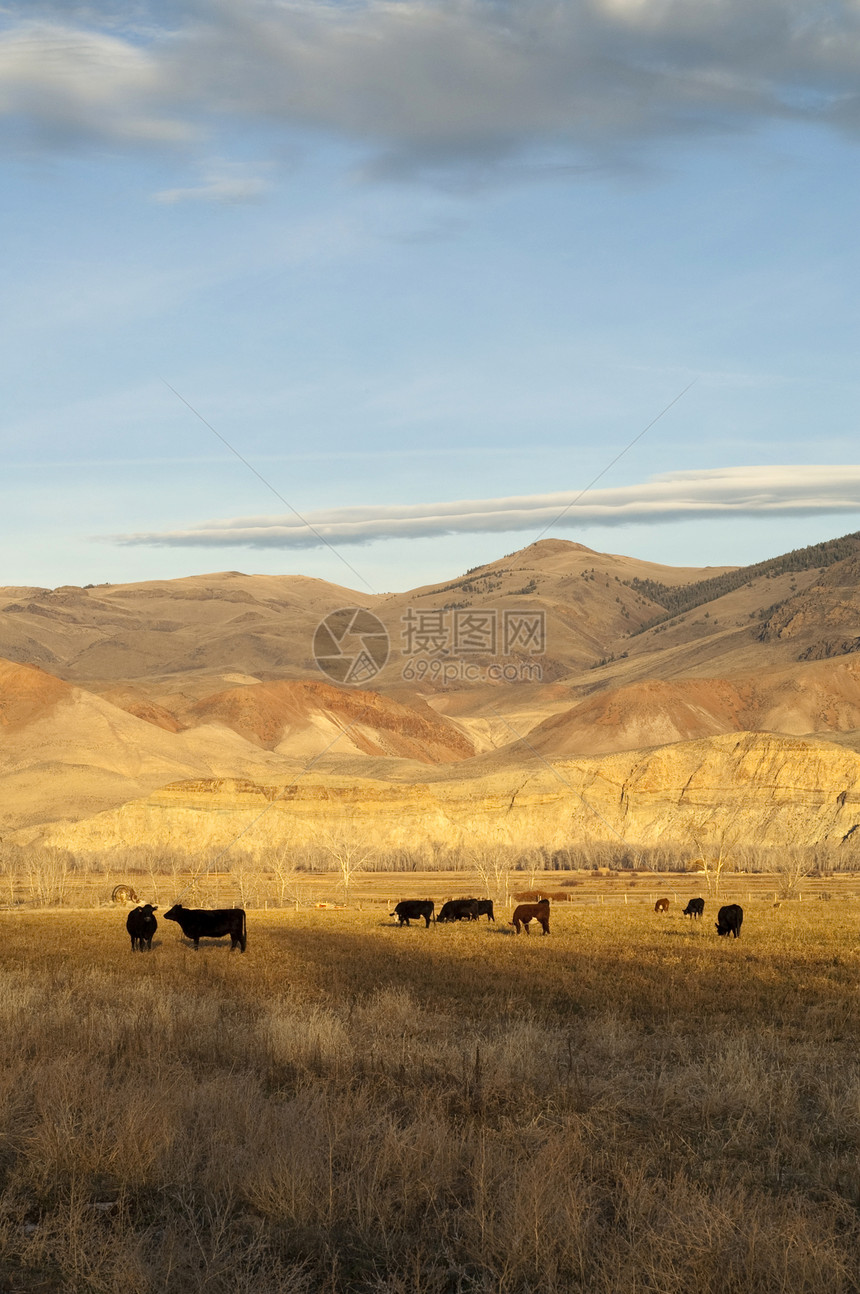 西部山脉附近牧场图片