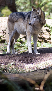 北美木材狼站立望着摄影机高清图片