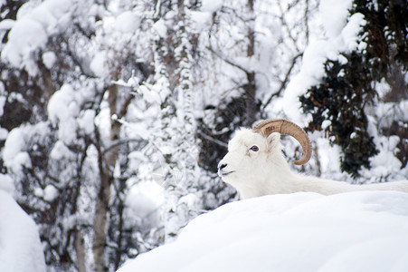 休养达勒羊群在清雪中躺下图片