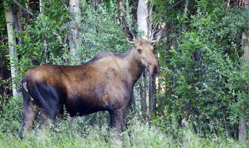 在阿拉斯加的树林边缘一只大阿拉斯加驼鹿站在树林的边缘图片
