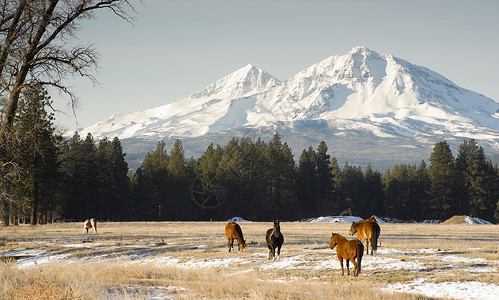 马在俄勒冈州三姐妹基地附近放牧高清图片
