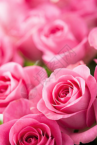 美丽的粉红色花背景图片