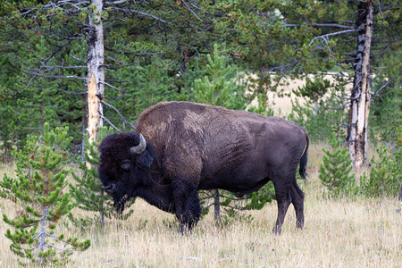 一个健康的大型北美BisonBuffalo在树林附近放牧的横向视图片
