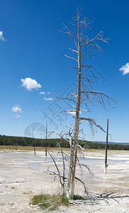 一棵高的死树垂直图像立地站在黄石公园温泉蓝天空和云彩背景的黄石公园图片