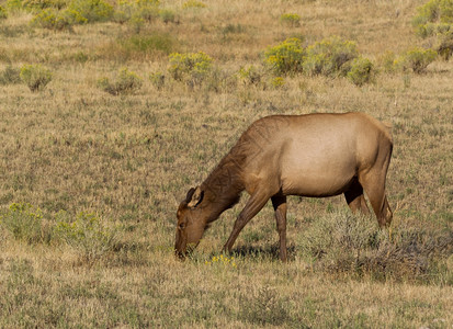 在夏末季节关闭野生健康成熟的母驼鹿在牧场放图片