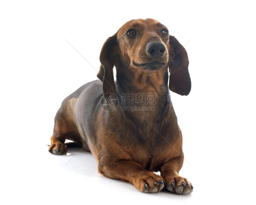 白色背景面前的dachshund狗图片