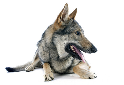 捷克斯洛伐克语白色背景前纯种捷克斯洛伐人Wolfdog肖像背景