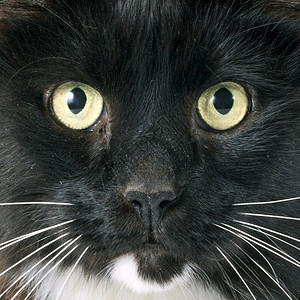白色背景前的黑猫图片