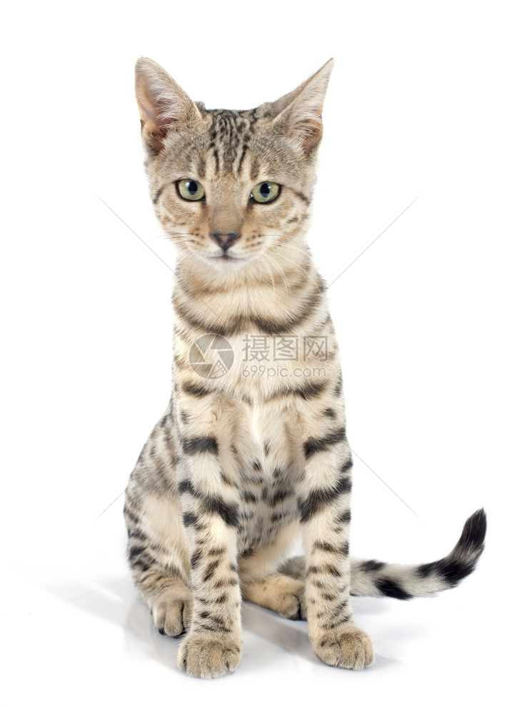 白色背景上纯种的Bengal猫肖像图片