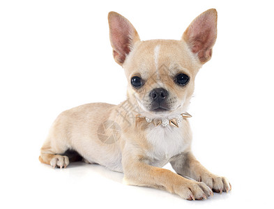 白色背景面前的可爱纯种小狗吉娃肖像高清图片