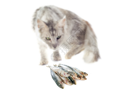 白色背景上的纯种主要猫和食肖像图片