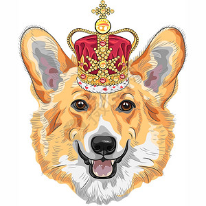混种狗狗PembrokeWelsCorgirgi以金冠种的彩色草图插画