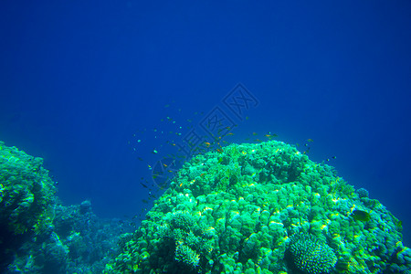 含鱼和珊瑚的水底全鱼和珊瑚图片