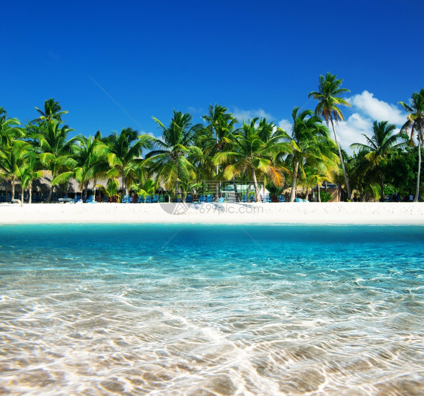 热带海滩上的棕榈树图片
