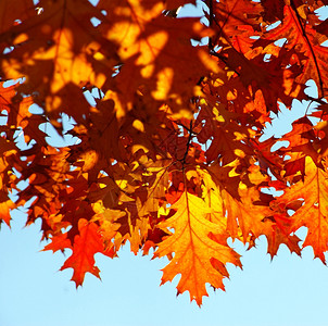 秋天叶背景阳光明媚的日子图片