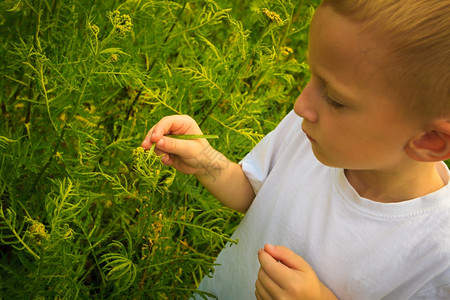 儿童在检查田间花朵看植物上的小虫图片