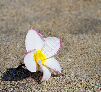 沙地上的白花图片