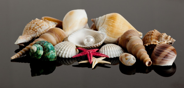 海贝壳图片