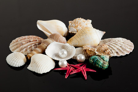 海贝壳图片