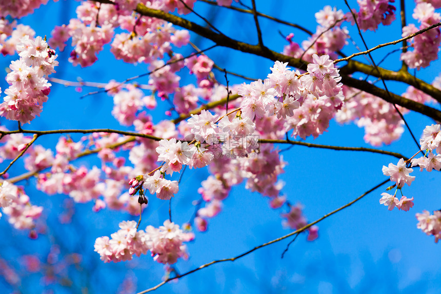 樱花开美丽的粉红樱花图片