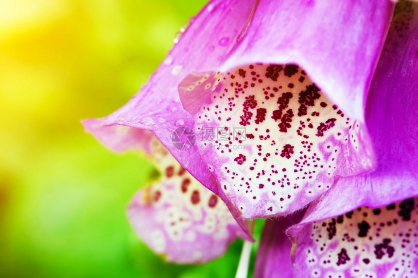 阳光下美丽的粉色花朵大自然园艺图片