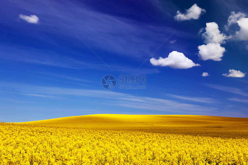 黄花、蓝晴的天空风景背图片