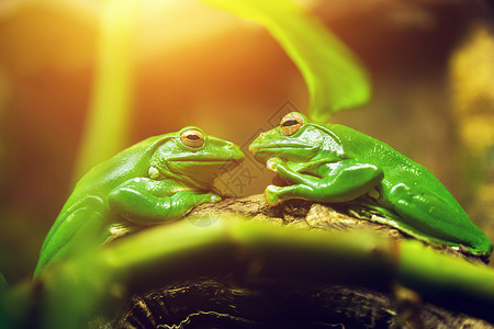 两只绿色青蛙坐在树叶上互相看着对方就像一即将亲吻的情侣一样图片