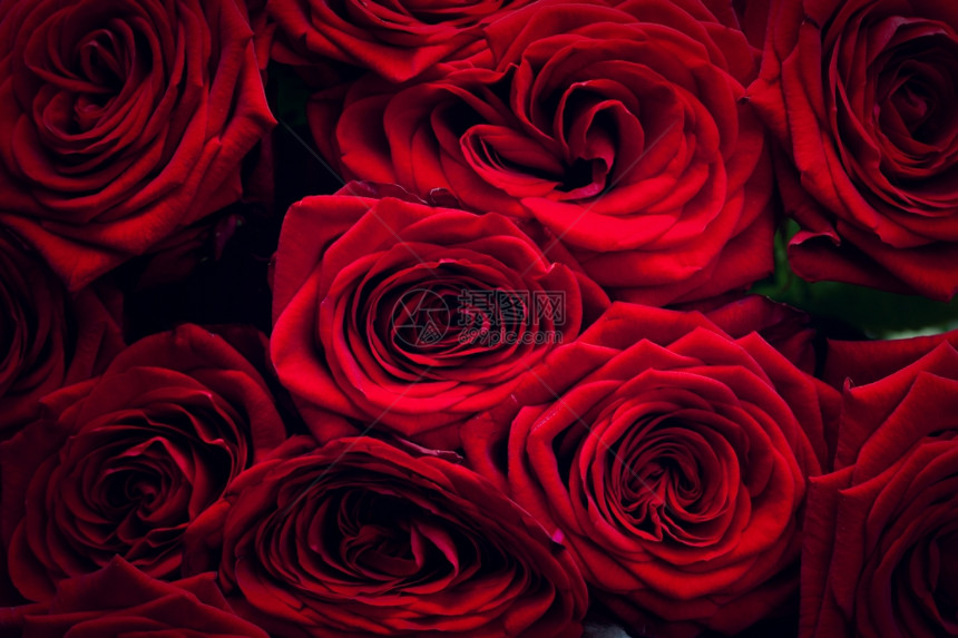 红玫瑰在黑色背景上被隔绝作为情人节母亲结婚周年庆祝活动的设计要素或贺卡等图片