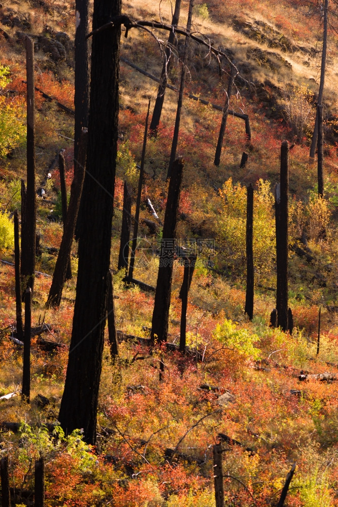火烧掉一片林地后很快就可以看到多彩的秋花图片