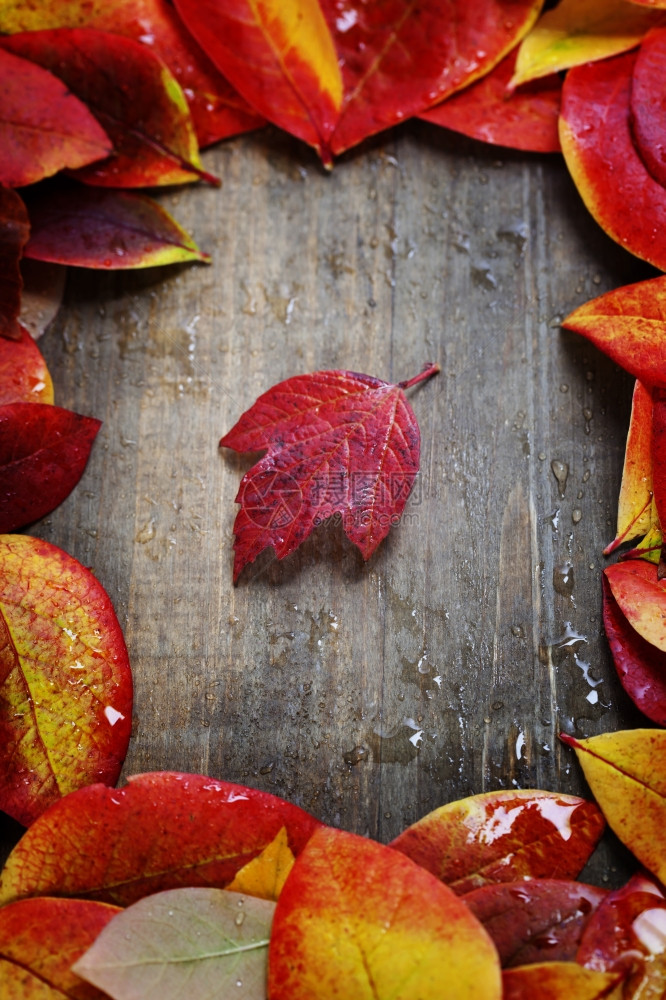 木背景的秋叶图片