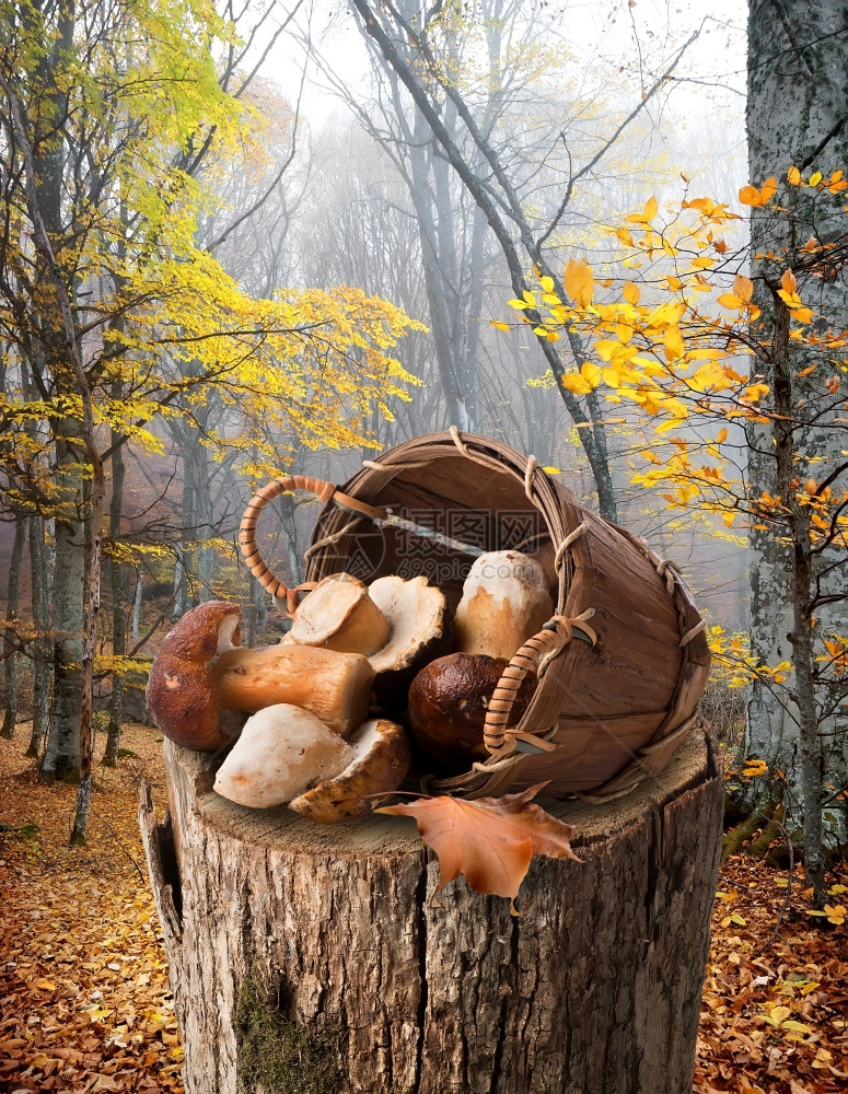 秋天森林树桩上篮子中的蘑菇房图片