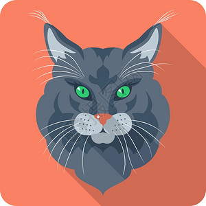 美国猫素材CatMaineCoon美国长海图标平板设计插画