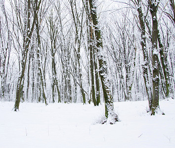 冬季里的森林和道路图片