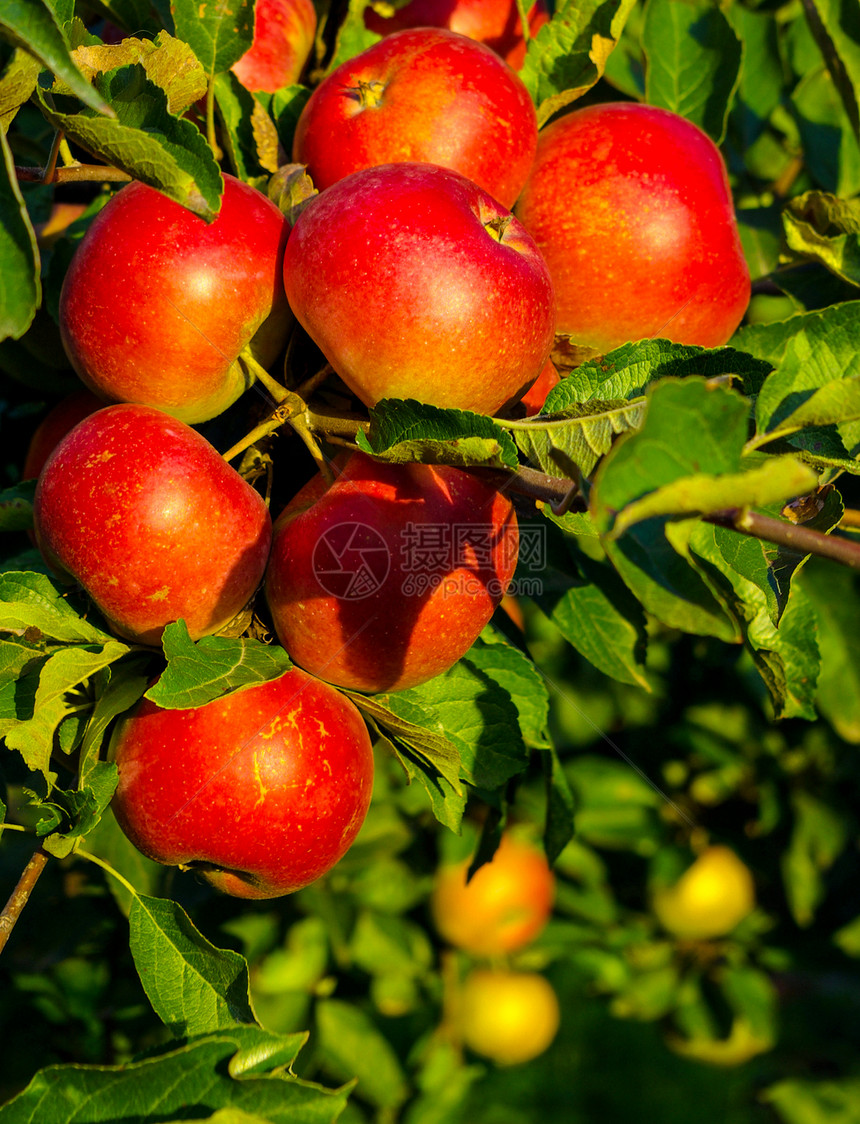 苹果树上的红成熟苹果组图片